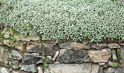 CERASTIUM_GROWING_ON_TOP_OF_STONE_WALL