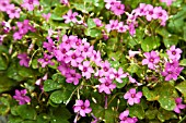 OXALIS VIOLACEA