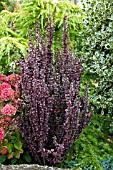 BERBERIS THUNBERGII HELMOND PILLAR