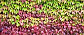 PARTHENOCISSUS TRICUSPIDATA IN AUTUMN