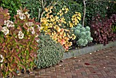 BORDER OF SHRUBS CONTAINING HYDRANGEA, HEBE, COTINUS, EUPHORBIA IN AN AUTUMN GARDEN