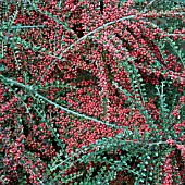 COTONEASTER HORIZONTALIS