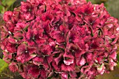 HYDRANGEA MACROPHYLLA