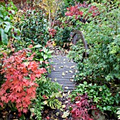 SMALL WOODEN BRIDGE IN JAPANESE GARDEN IN AUTUMN FOUR SEASONS GARDEN