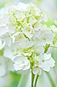 WHITE HYDRANGEA