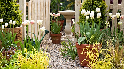 TULIPA_FLAMING_SPRING_GREEN_TULIPA_CHEERS_IN_TERRACOTTA_POTS_AT_HIGH_MEADOW