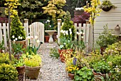 TULIPA FLAMING SPRING GREEN, TULIPA CHEERS IN TERRACOTTA POTS AT HIGH MEADOW