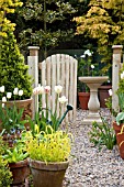 TULIPA FLAMING SPRING GREEN, TULIPA CHEERS IN TERRACOTTA POTS AT HIGH MEADOW