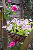 HANGING BASKET PINK SURFINIA