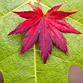 ACER PALMATUM BLOODGOOD LEAF