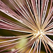 RAIN DROPS ON ALLIUM SEEDHEAD