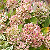 AUTUMN COLOUR OF WHITE HYDRANGEA MACROPHYLLA