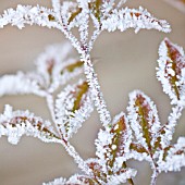 FROSTY LEAVES