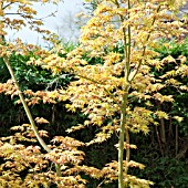 ACER PALMATUM KATSURA