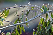 SPIDERS WEB IN EUCALYPTUS TREE