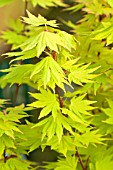 ACER SHIRASAWANUM JORDAN