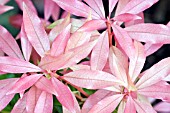 PIERIS FOREST FLAME