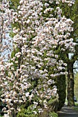 ORNAMENTAL FLOWERING CHERRY TREE