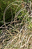 ARCHING ORNAMENTAL GRASS