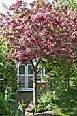 ORNAMENTAL FLOWERING CHERRY TREE AT HIGH MEADOW GARDEN