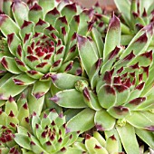 SEMPERVIVUM SIR WILLIAM LAWRENCE