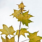 ACER CAPPADOCICUM