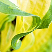 DETAIL OF HOSTA LEAF