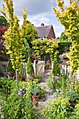 HIGH MEADOW MATURE GARDEN WITH TWO ULMUS WREDEI