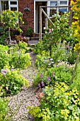 GRAVEL PATH WITH ALCHEMILLA MOLLIS AT HIGH MEADOW GARDEN