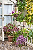 HANGING BASKET AND CONTAINERS AROUND SUMMER HOUSE AT HIGH MEADOW GARDEN