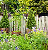 TERRACOTTA CONTAINERS WITH PYRAMID BUXUS TOPIARY AT HIGH MEADOW GARDEN