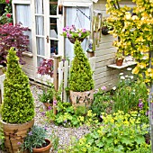 TERRACOTTA CONTAINERS WITH PYRAMID SHAPED BUXUS AT HIGH MEADOW GARDEN