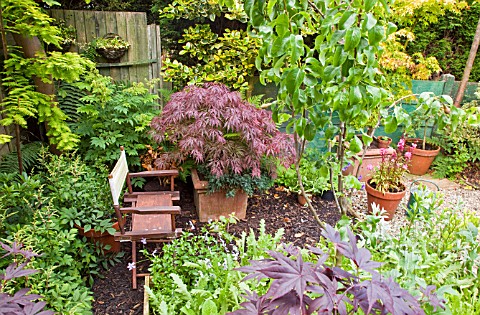 SHADY_CORNER_WITH_SHRUBS_PERENNIALS_MATURE_TREES_AND_TERRACOTTA_CONTAINERS_AT_HIGH_MEADOW_GARDEN