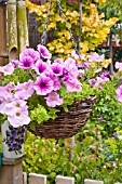 HANGING BASKET OF SURFINIA ROSE VEIN