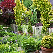 PATH AND GATE FLANKED WITH TWO ULMUS WREDEI AT HIGH MEADOW GARDEN