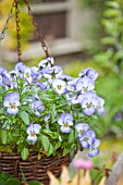 HANGING BASKET WITH VIOLA MAGNIFICO