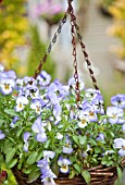 HANGING BASKET WITH VIOLA MAGNIFICO