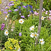 ARGYRANTHEMUM