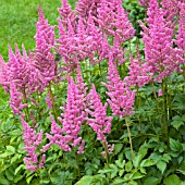 ASTILBE VISIONS IN PINK