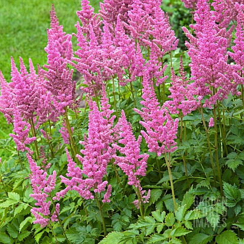 ASTILBE_VISIONS_IN_PINK