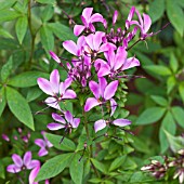 CLEOME SPINOSA VIOLET JAYNE