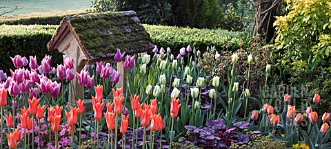 MIXED_TULIPS