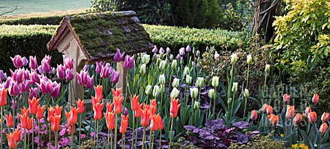 MIXED_TULIPS