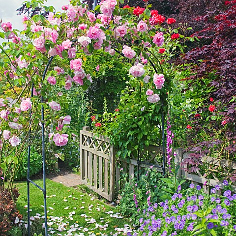 ROSE_ARCH_AND_FOOTPATH