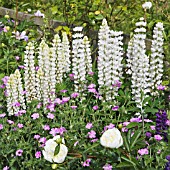 LUPINUS, PAEONIA AND PALE PINK GERANIUM