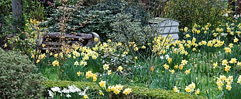 SPRING_GARDEN_WITH_DAFFODILS_AND_BEE_HIVE_IN_EARLY_APRIL_AT_THE_MILLENIUM_GARDEN