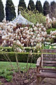 AMELANCHIER LAMARKII IN SPRING