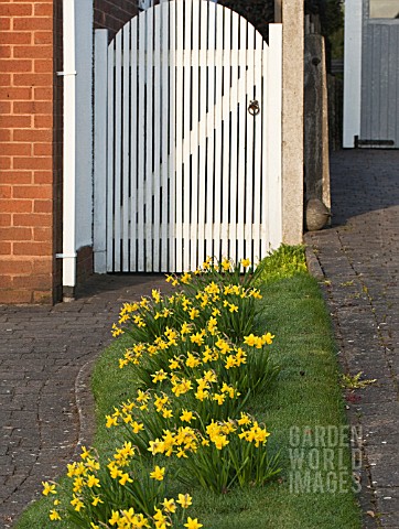 BORDER_OF_DAFFODILS_IN_GRASS