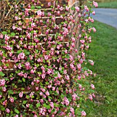 RIBES (FLOWERING CURRANT)