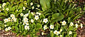 PRIMULA VULGARIS